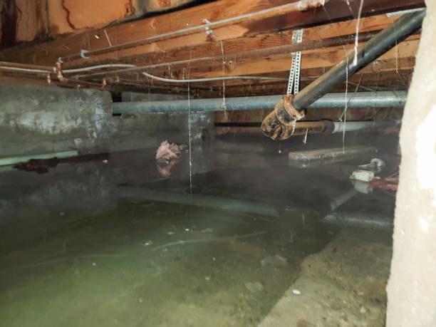 Best Mold removal after water damage  in Mitchellville, IA